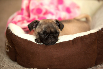 Sleepy pug