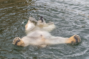 Polar bear, Ursus maritimus, playing in the water with a stone
