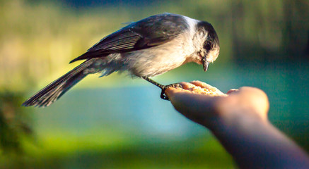 Bird hand feed
