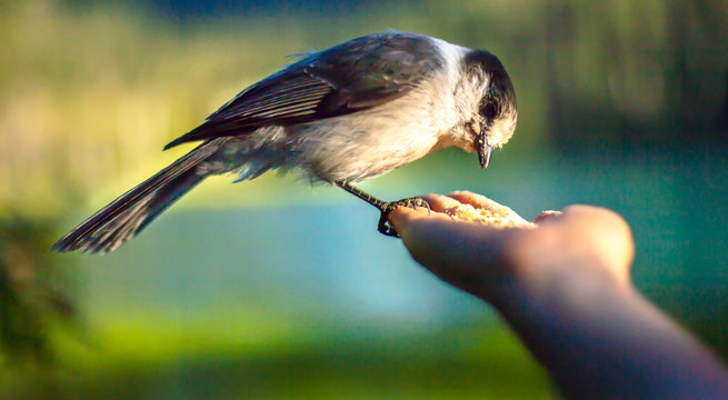 Bird Hand Feed