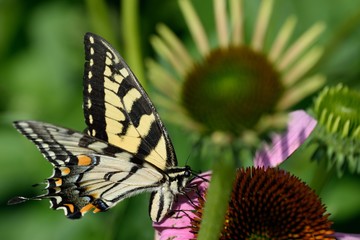 Monarch butterfly with flower out of focus