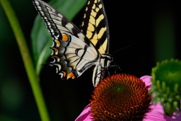 monarch butterfly on flower
