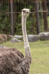 動物園のダチョウ