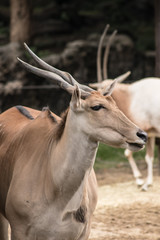 砥部動物園のエランド