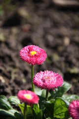 Fototapeta premium IMG_2978.JPG