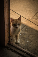 廃校の教室のドアから見つめる猫