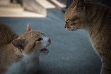 猫の喧嘩