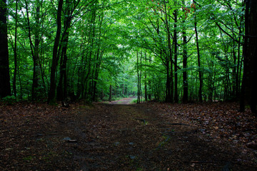 Fototapeta na wymiar Summer foggy wood. Czech. landscape.