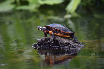 Turtle Island