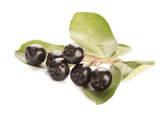 Close up of aronia chokeberry isolated on white.