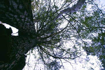 a small tree can always look big