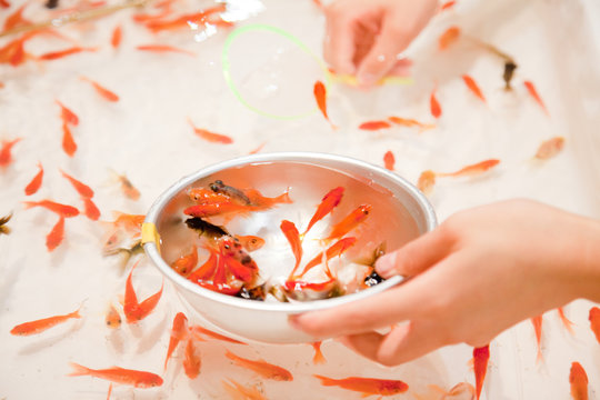 1 815 Best 金魚すくい Images Stock Photos Vectors Adobe Stock 1 815 Best 金魚すくい Images Stock Photos Vectors Adobe Stock