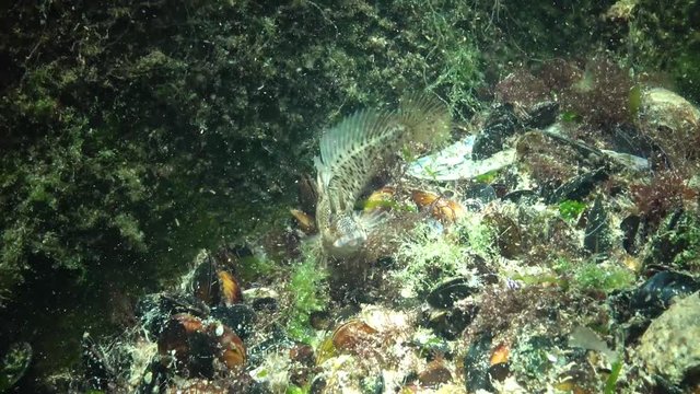 Fish of the Black Sea, Tentacled blenny (Parablennius tentacularis)