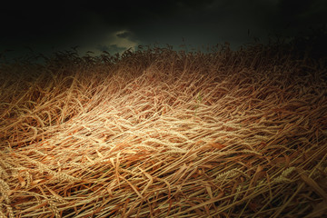 Harvest of bread, field of ripe wheat, against the dark sky. Toned photo, selective focus.