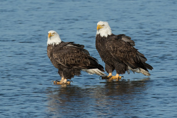 Eagle Pair