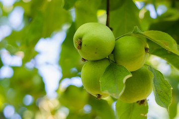Green apples on a branch in a garden, outdoors, selective focus