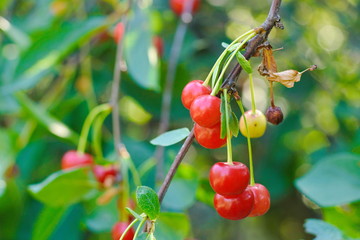 Sweet cherries on a branch in a summer garden, sweet cherry berries