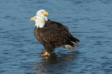Eagle Pair #4
