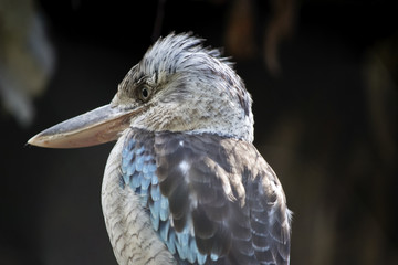 blue winged kookaburra