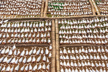 Dried on the sun fish in small village in Thailand.