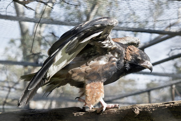 Black breasted buzzard