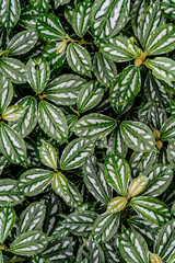 Green leaves floor