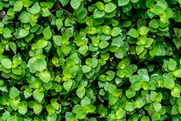 Green leaves floor