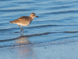 Willet Stands at Attention While Hunting