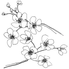 Sakura in a vector style isolated. Full name of the plant: sakura. Vector flower for background, texture, wrapper pattern, frame or border.