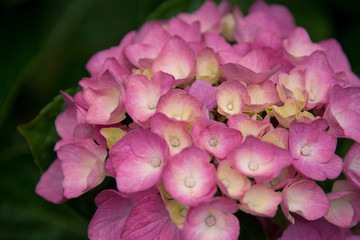 Pink and White Hydrangea Flowers