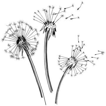 Wildflower dandelion  in a vector style isolated. Full name of the plant: dandelion. Vector flower for background, texture, wrapper pattern, frame or border.