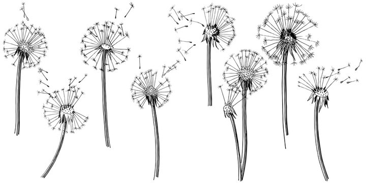 Wildflower dandelion  in a vector style isolated. Full name of the plant: dandelion. Vector flower for background, texture, wrapper pattern, frame or border.