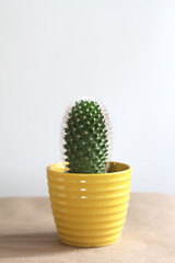 Cactus in Yellow Pot  - 213306024