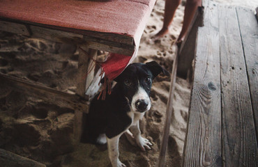 Black and white puppy dog looks up from underneath a table in a restaurant on a sandy island