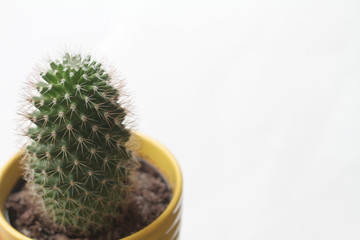 Cactus in Yellow Pot  - 213306042