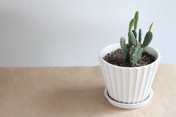 Cactus in White Pot