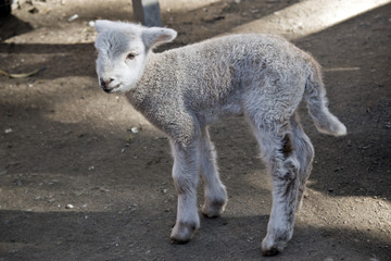 young lamb