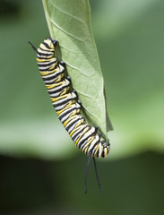 Monarch butterfly caterpillar with black, yellow, and white stripes is feeding on a green leaf against a light and dark green background.
