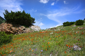 Flower meadow in the mountains