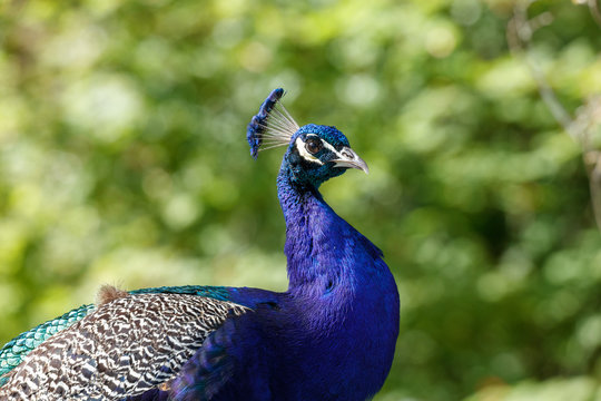 wild Peacock bird