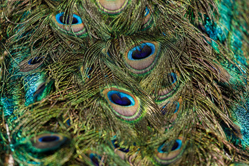 colorful Peacock feathers