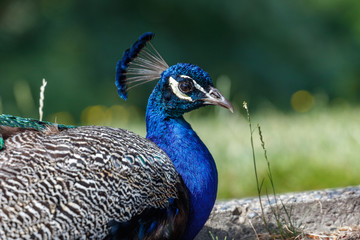wild Peacock bird