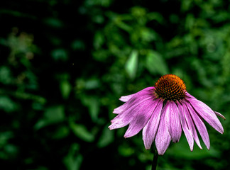 Deep Violet Petals on a Close Up of a Cone Flower in a Garden