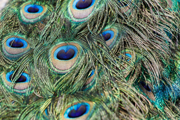 colorful Peacock feathers