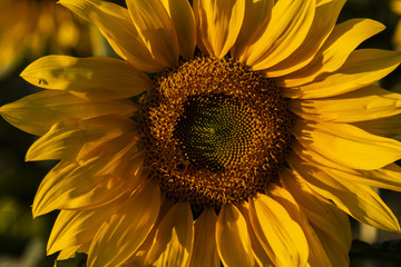 Close de girassol com luz lateral