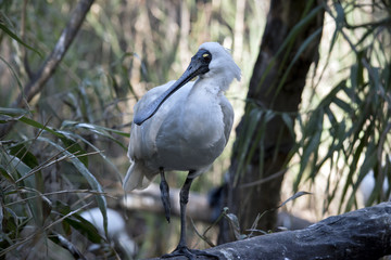 royal spoonbill