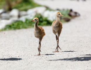 Sandhill crane baby