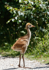 Sandhill crane baby