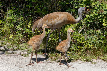 Sandhill crane baby