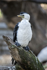 pied cormorant